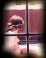Peeping through window