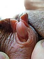 Join Real Huge Clits