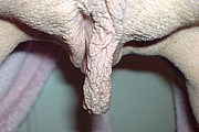 Huge Pussy Lips